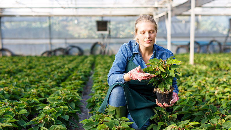 Greenhouse