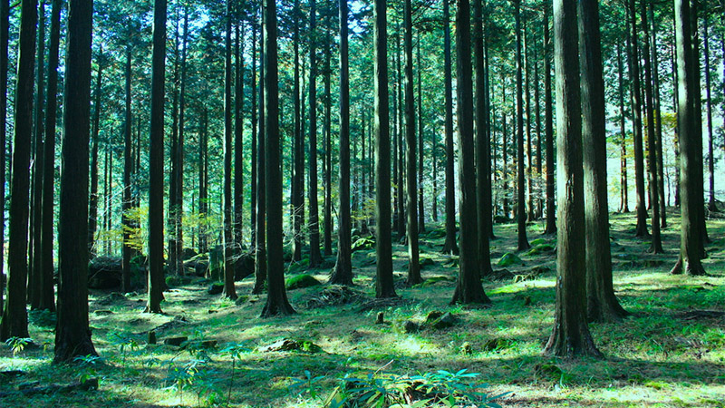日本森林