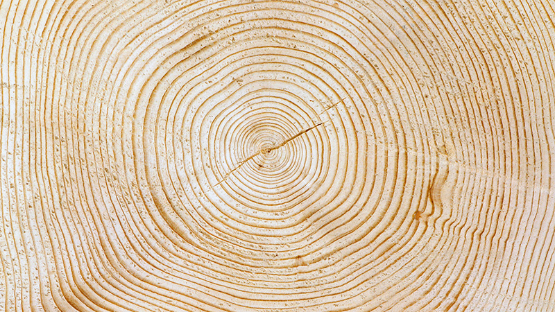 木材年度戒指