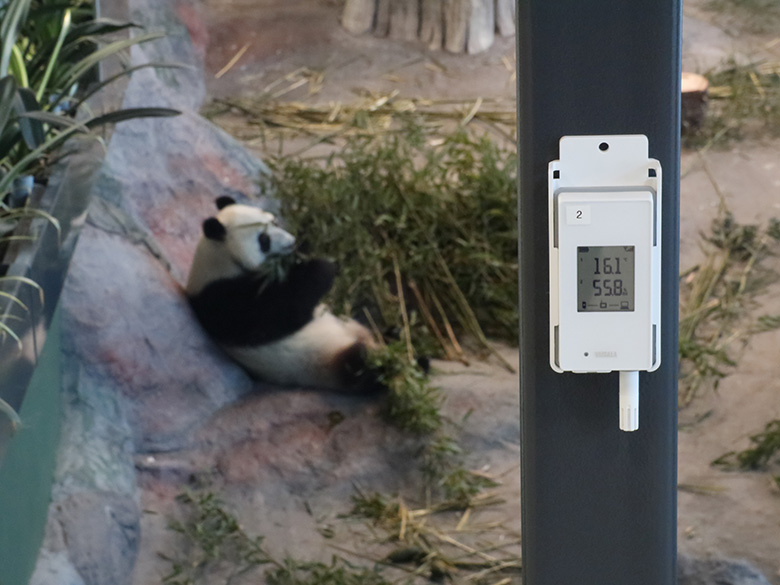 熊猫进食和vaisala数据记录仪